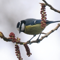 Modraszka kanaryjska - Cyanistes teneriffae - Canary Islands Tit