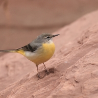 Pliszka górska - Motacilla cinerea - Grey Wagtail