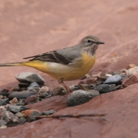 Pliszka górska - Motacilla cinerea - Grey Wagtail