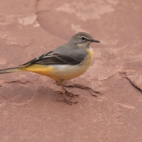 Pliszka górska - Motacilla cinerea - Grey Wagtail