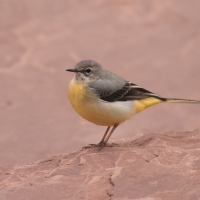 Pliszka górska - Motacilla cinerea - Grey Wagtail