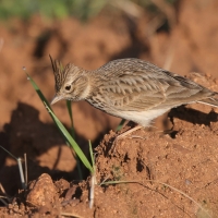 Dzierlatka iberyjska - Galerida theklae - Thekla's Lark