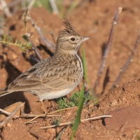 Dzierlatka iberyjska - Galerida theklae - Thekla's Lark