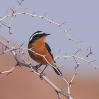 Pleszka algierska - Phoenicurus moussieri - Moussier's Redstart