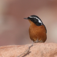 Pleszka algierska - Phoenicurus moussieri - Moussier's Redstart
