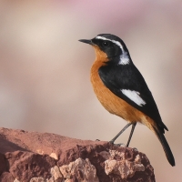 Pleszka algierska - Phoenicurus moussieri - Moussier's Redstart