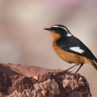 Pleszka algierska - Phoenicurus moussieri - Moussier's Redstart
