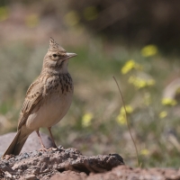Dzierlatka - Galerida cristata - Crested Lark