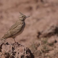 Dzierlatka - Galerida cristata - Crested Lark