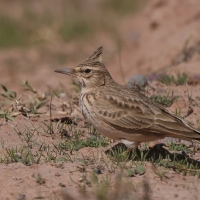 Dzierlatka - Galerida cristata - Crested Lark