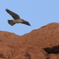 Raróg górski - Falco biarmicus - Lanner Falcon