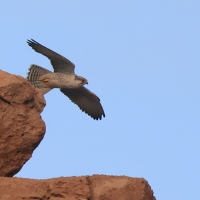 Raróg górski - Falco biarmicus - Lanner Falcon