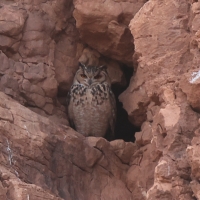 Puchacz pustynny - Bubo ascalaphus - Pharaoh Eagle-Owl 