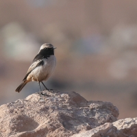 Białorzytka maghrebska - Oenanthe halophila - Western Mourning Wheatear