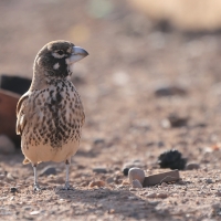 Skowroniak - Ramphocoris clotbey - Thick-billed Lark