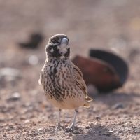 Skowroniak - Ramphocoris clotbey - Thick-billed Lark