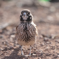 Skowroniak - Ramphocoris clotbey - Thick-billed Lark