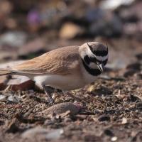 Górniczek mały - Eremophila bilopha - Temminck's Lark