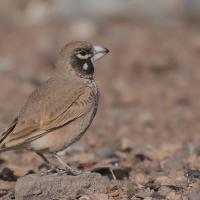 Skowroniak - Ramphocoris clotbey - Thick-billed Lark