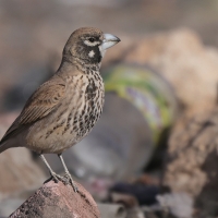 Skowroniak - Ramphocoris clotbey - Thick-billed Lark