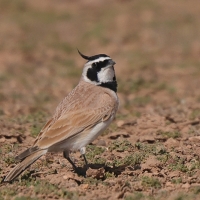Górniczek mały - Eremophila bilopha - Temminck's Lark