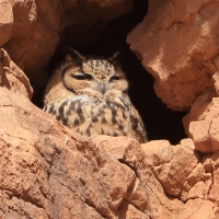 Puchacz pustynny - Bubo ascalaphus - Pharaoh Eagle-Owl 