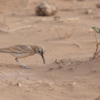 Skowron pustynny - Alaemon alaudipes - Greater Hoopoe-Lark