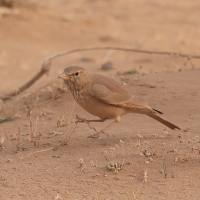 Skowronik piaskowy - Ammomanes deserti - Desert Lark