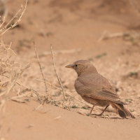Skowronik piaskowy - Ammomanes deserti - Desert Lark