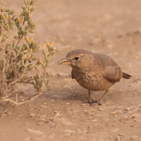 Skowronik piaskowy - Ammomanes deserti - Desert Lark
