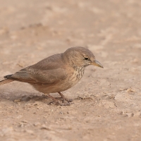 Skowronik piaskowy - Ammomanes deserti - Desert Lark