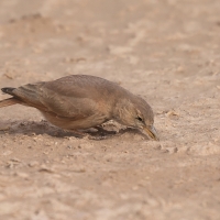 Skowronik piaskowy - Ammomanes deserti - Desert Lark