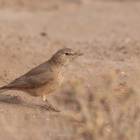 Skowronik piaskowy - Ammomanes deserti - Desert Lark