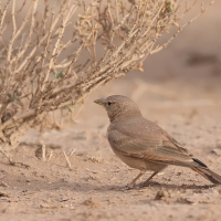 Skowronik piaskowy - Ammomanes deserti - Desert Lark