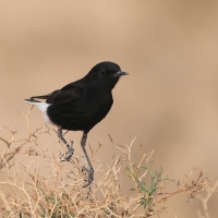 Białorzytka saharyjska - Oenanthe leucopyga - White-crowned Wheatear