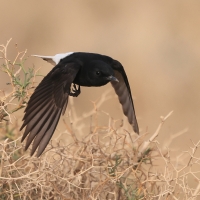 Białorzytka saharyjska - Oenanthe leucopyga - White-crowned Wheatear