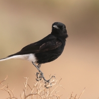 Białorzytka saharyjska - Oenanthe leucopyga - White-crowned Wheatear