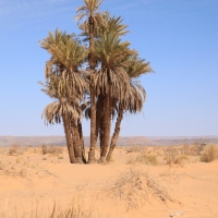 Sahara