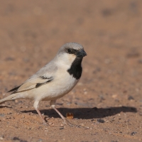Wróbel pustynny - Passer simplex - Desert Sparrow