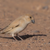 Wróbel pustynny - Passer simplex - Desert Sparrow