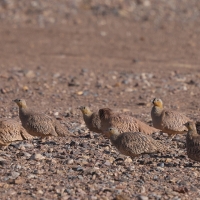 Stepówka piaskowa - Pterocles coronatus - Crowned Sandgrouse