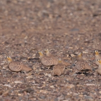 Stepówka piaskowa - Pterocles coronatus - Crowned Sandgrouse