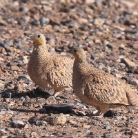 Stepówka piaskowa - Pterocles coronatus - Crowned Sandgrouse