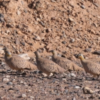 Stepówka piaskowa - Pterocles coronatus - Crowned Sandgrouse