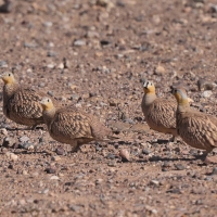 Stepówka piaskowa - Pterocles coronatus - Crowned Sandgrouse