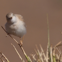 Pokrzewka saharyjska - Curruca deserti - African Desert Warbler