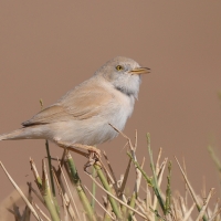 Pokrzewka saharyjska - Curruca deserti - African Desert Warbler