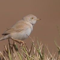 Pokrzewka saharyjska - Curruca deserti - African Desert Warbler