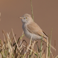 Pokrzewka saharyjska - Curruca deserti - African Desert Warbler