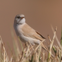 Pokrzewka saharyjska - Curruca deserti - African Desert Warbler